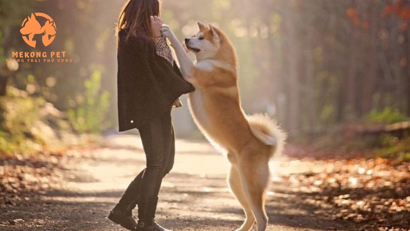 Khám Phá Thị Trường Mua Bán Chó Akita Tại TP.HCM, Bình Dương, Đồng Nai